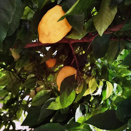 Lejlighed Barbara Bibinje