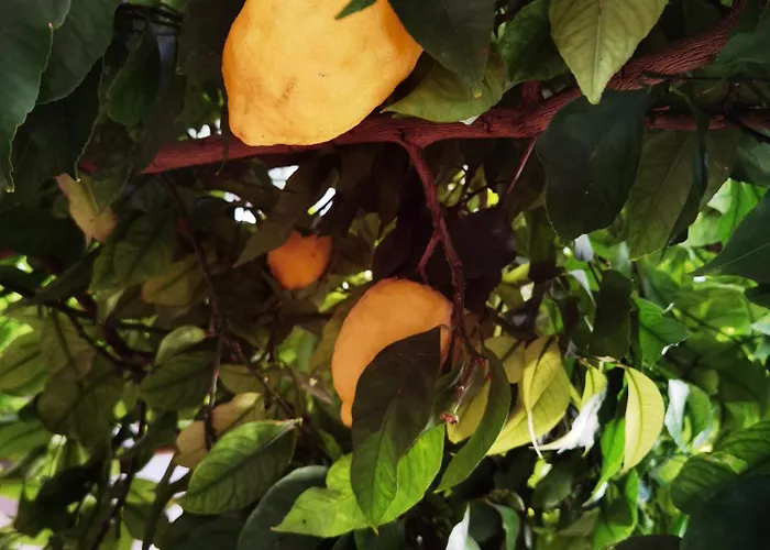 アパート Barbara ビビニェ